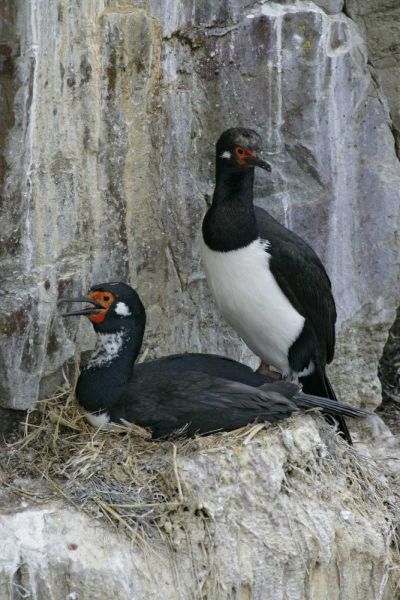 Bleaker Island Rock cormorant pair on nest